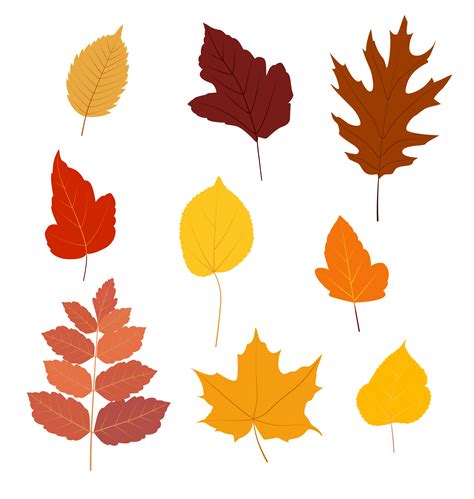 fall leaf illustration